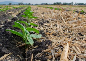 Una aplicación busca disminuir en 40% la quema de terrenos agrícolas
