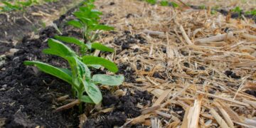 Una aplicación busca disminuir en 40% la quema de terrenos agrícolas
