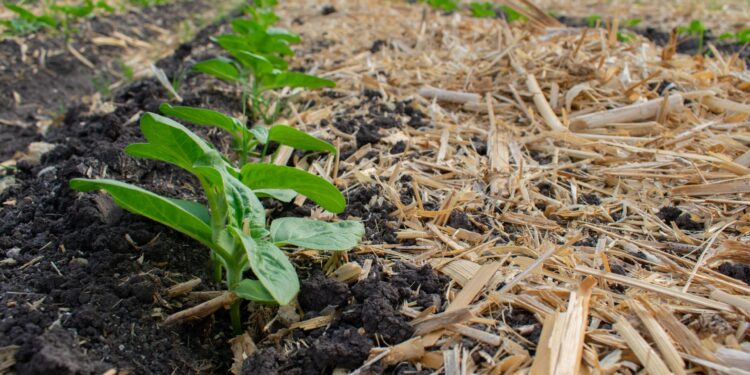 Una aplicación busca disminuir en 40% la quema de terrenos agrícolas