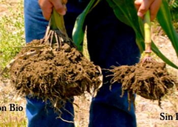 Ven en biofertilizantes alternativa ante riesgo en el desplome de la producción de alimentos