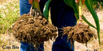 Ven en biofertilizantes alternativa ante riesgo en el desplome de la producción de alimentos