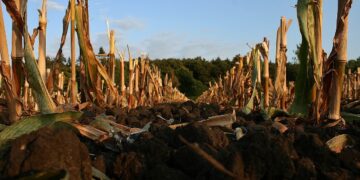 Verifican fábricas de biofertilizantes en Morelia