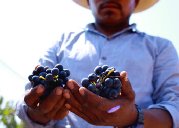 Vitivinícolas y académicos apoyan ordenamiento de Valle de Guadalupe