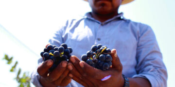 Vitivinícolas y académicos apoyan ordenamiento de Valle de Guadalupe