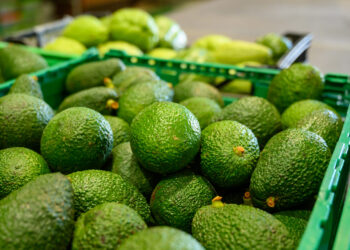 ProducePay invertirá en productores mexicanos de aguacate para exportar a EEUU