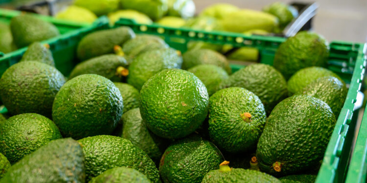 ProducePay invertirá en productores mexicanos de aguacate para exportar a EEUU