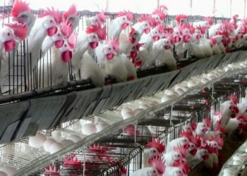 Activa la Sader operativo por presencia de influenza aviar en Coahuila