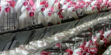 Activa la Sader operativo por presencia de influenza aviar en Coahuila