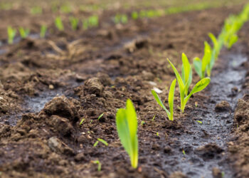 Ante insumos más caros, agricultores de Guanajuato apuestan por biofertilizantes