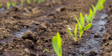Ante insumos más caros, agricultores de Guanajuato apuestan por biofertilizantes