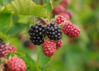 Bioestimulantes en cultivo de berries: por qué son importantes