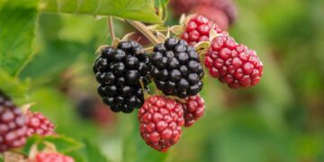 Bioestimulantes en cultivo de berries: por qué son importantes
