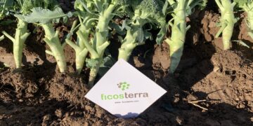 Bioestimulantes de algas marinas reducen el 30% de la fertilización convencional