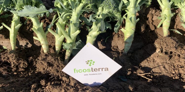 Bioestimulantes de algas marinas reducen el 30% de la fertilización convencional