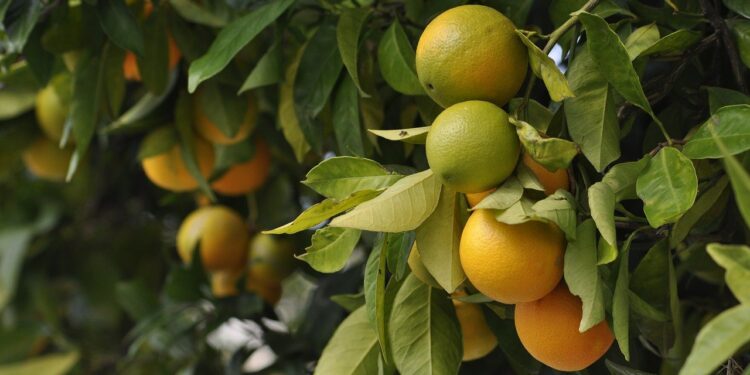 Destaca la Sader viabilidad de prácticas agroecológicas libres de glifosato