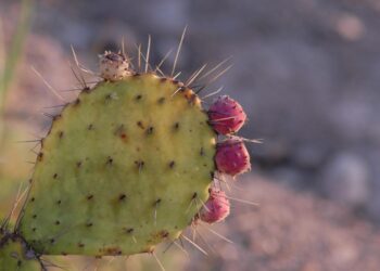 Investigadores desarrollan bioplásticos a partir de residuos agroindustriales