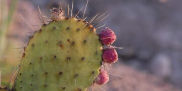 Investigadores desarrollan bioplásticos a partir de residuos agroindustriales