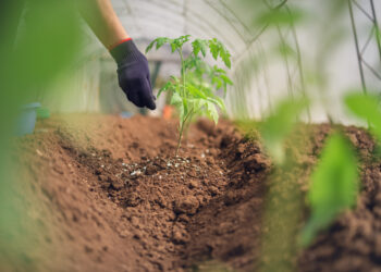 Perú promueve uso de fertilizantes orgánicos por encarecimiento de convencionales