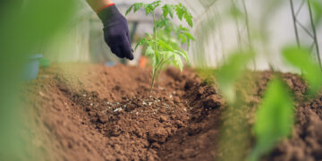 Perú promueve uso de fertilizantes orgánicos por encarecimiento de convencionales