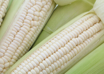 Sequía y fertilizantes más caros impactarán en la producción de maíz