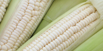 Sequía y fertilizantes más caros impactarán en la producción de maíz