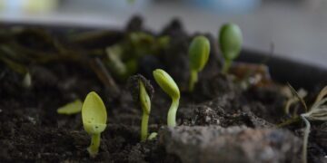 Alternativas de fertilizantes orgánicos ante la escasez de convencionales