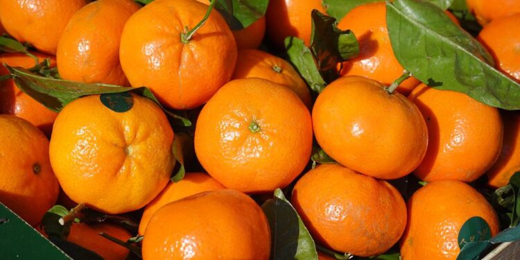 Aprueba la Comisión Europea tratamiento en frío a cítricos importados