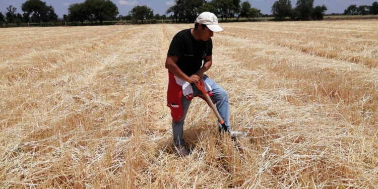 Biofertilizantes disminuyen hasta en 50% el uso de fertilizantes convencionales