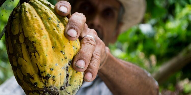 Científicos trabajan en salvar el chocolate