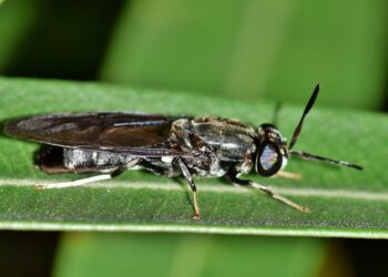 Con moscas soldado buscan gestionar residuos orgánicos