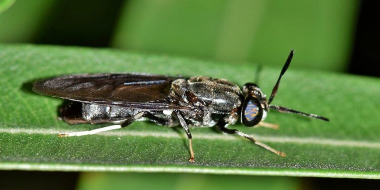 Con moscas soldado buscan gestionar residuos orgánicos