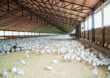 Confinan a pollos orgánicos provenientes de EEUU por gripe aviar