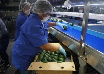 Costa Rica reabre su mercado al aguacate mexicano