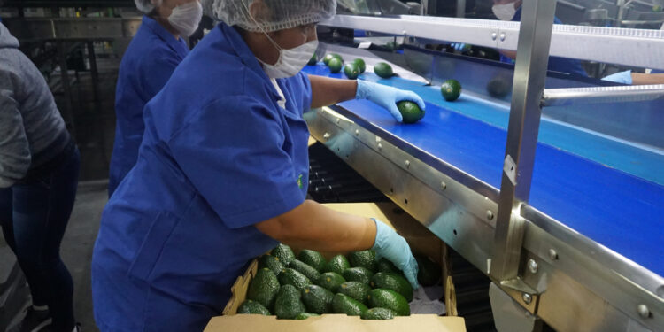 Costa Rica reabre su mercado al aguacate mexicano