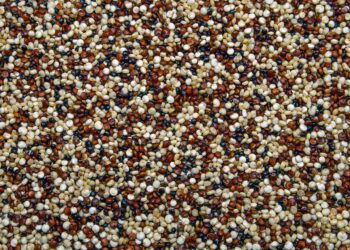 Estudiante peruana desarrolla insecticida agrícola orgánico con cáscara de quinua