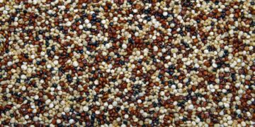 Estudiante peruana desarrolla insecticida agrícola orgánico con cáscara de quinua