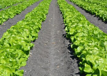 Estudio analiza rendimiento de la agricultura orgánica