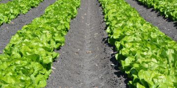 Estudio analiza rendimiento de la agricultura orgánica