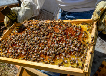 México produjo más de 63 mil toneladas de miel en 2021