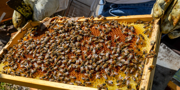 México produjo más de 63 mil toneladas de miel en 2021