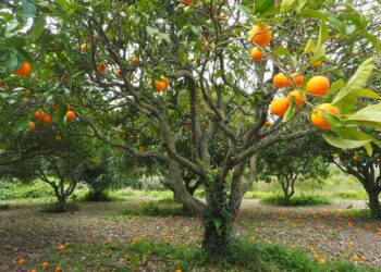 Productores de Veracruz apuestan por orgánicos ante insumos caros