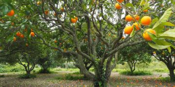 Productores de Veracruz apuestan por orgánicos ante insumos caros