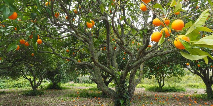 Productores de Veracruz apuestan por orgánicos ante insumos caros