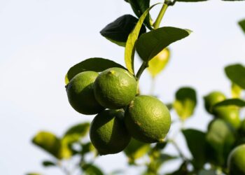 Productores de limón señalan falta de apoyos ante encarecimiento de insumos