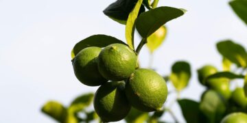 Productores de limón señalan falta de apoyos ante encarecimiento de insumos