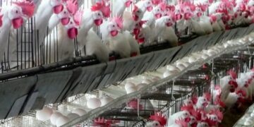 Activa la Sader dispositivo de emergencia para protección avícola