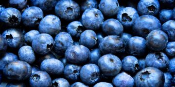 Arándanos de Zacatlán son exportados a EEUU y Canadá