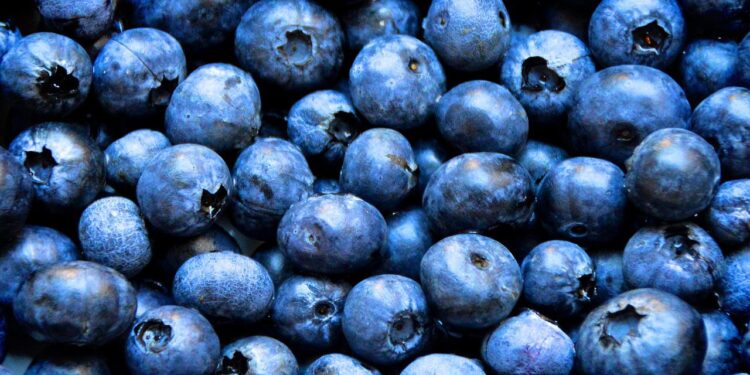 Arándanos de Zacatlán son exportados a EEUU y Canadá