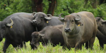 Autoridades promueven crianza de búfalo por nutritivo y sostenible