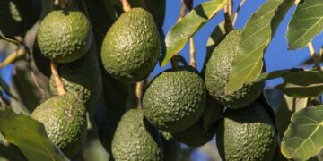 En 2022 Jalisco exportará alrededor de 100 mil toneladas de aguacate a EEUU: APEAJAL